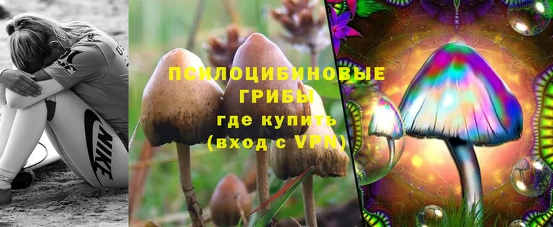 Галлюциногенные грибы Psilocybine cubensis  Бугульма 